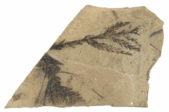 Conifer Needle (Pinus) Fossil - McAbee, BC #274168